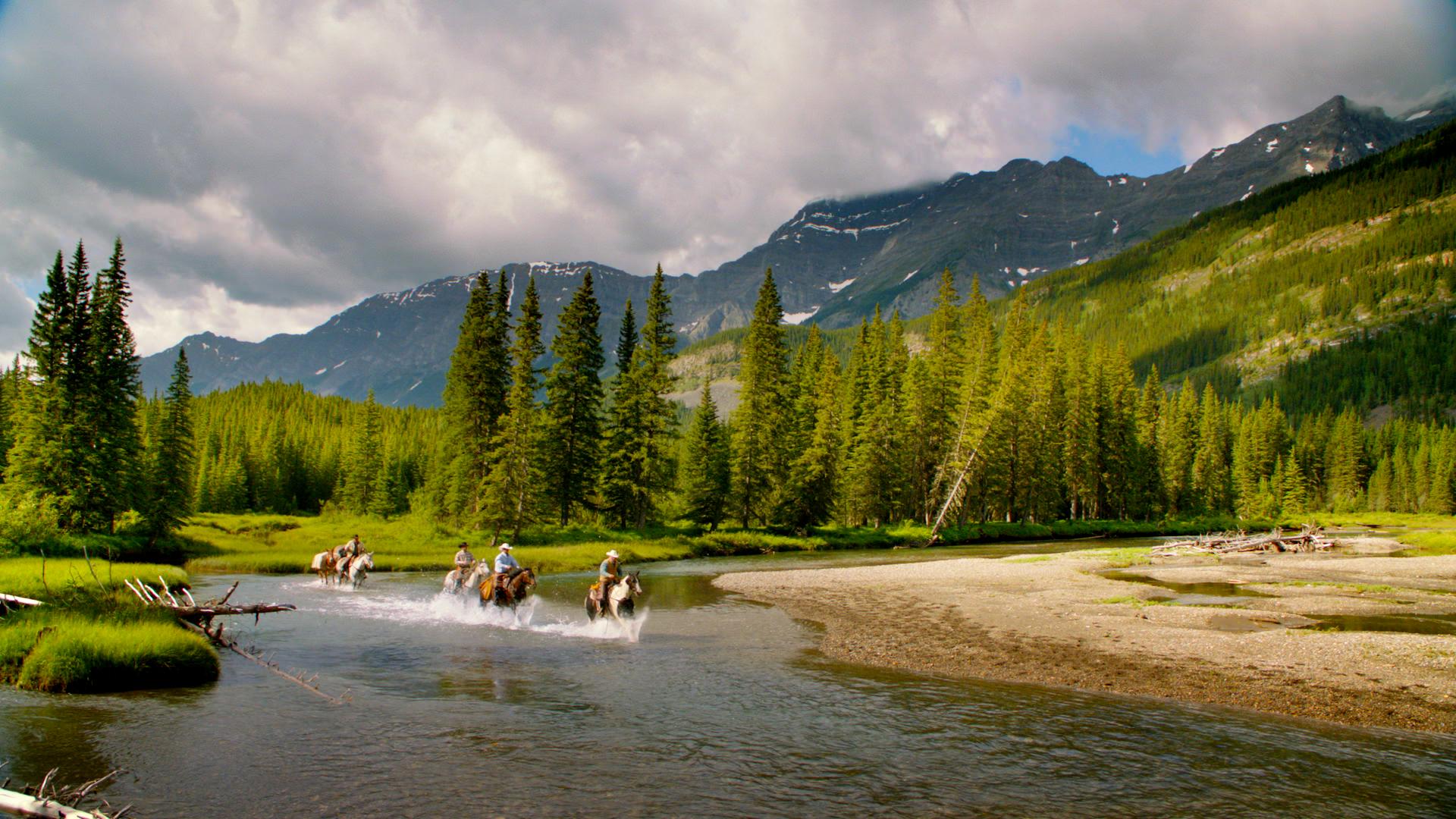 Cattle ranching cowboys on horses trudging through a river with mountain views in Kananaskis Country
