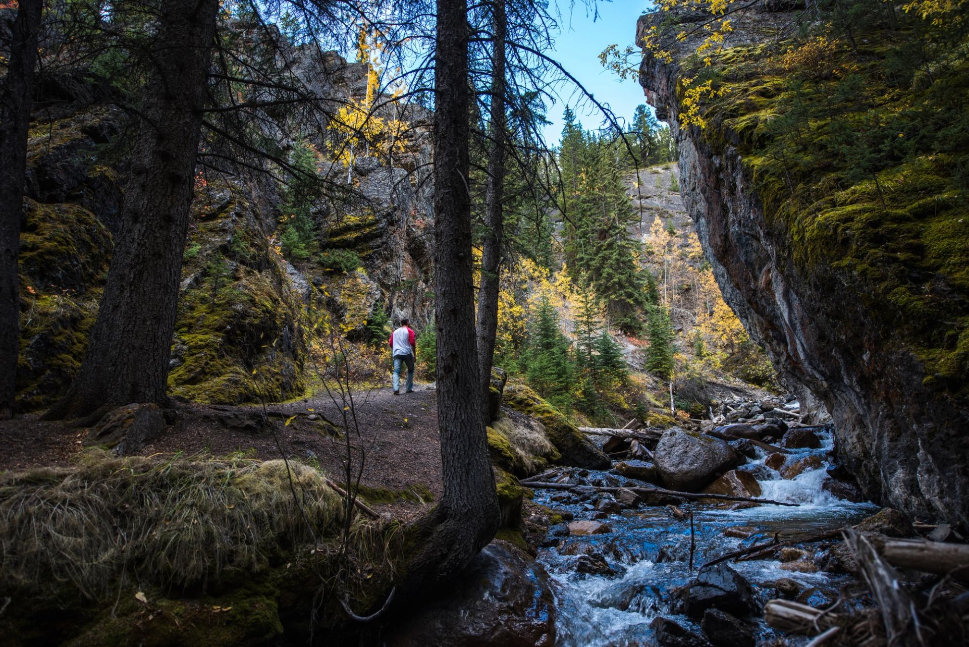 Hiker on a trail through the trees in Sundance Canyon in Banff National Park.