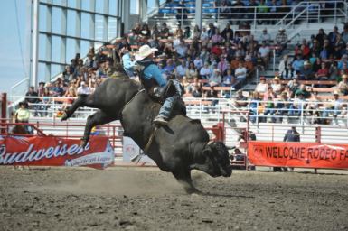 A cowboy competes in bull-riding at a rodeo.