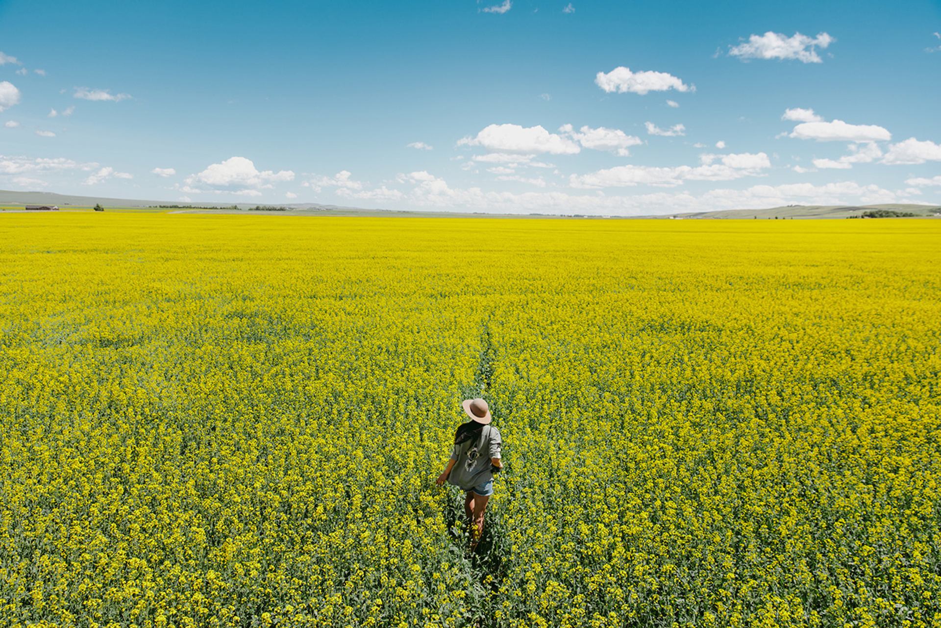 woman walking through conal field near longview alberta