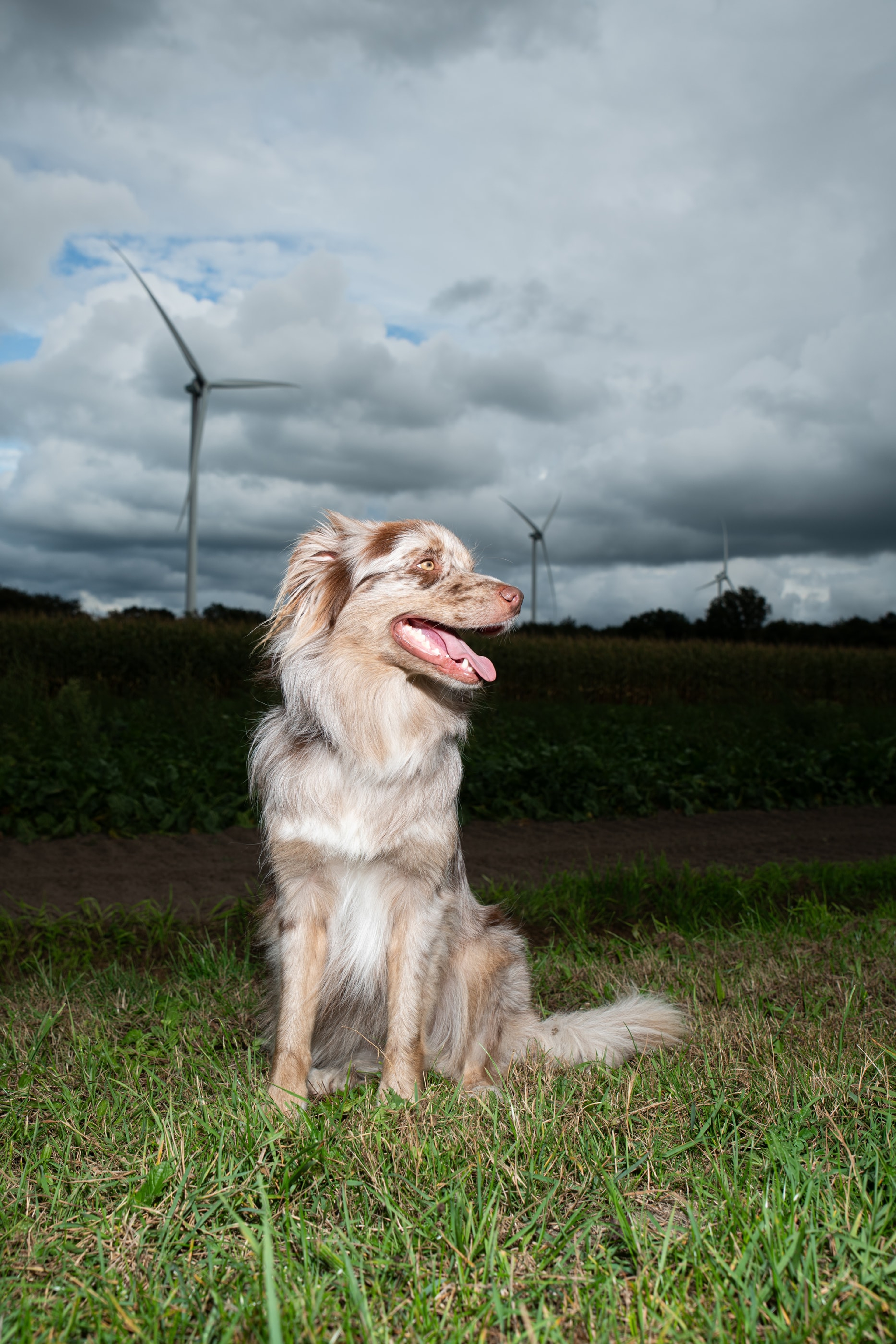 Een blije hond met windmolens op de achtergrond - energie is een basisbehoefte voor iedereen