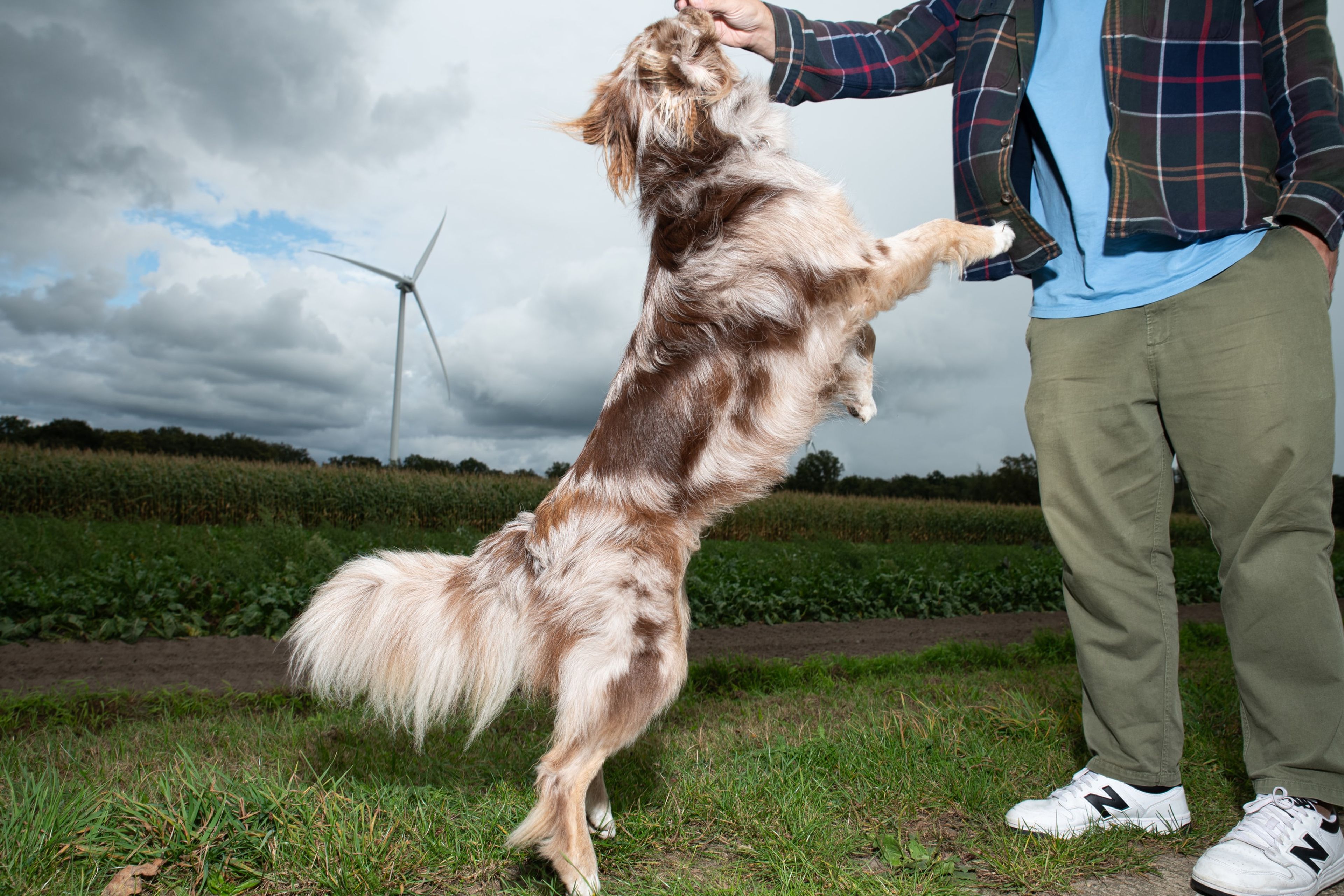 Vrolijke hond met de wind in de haren en windmolens in de verte - een frisse blik op lokale en duurzame energie