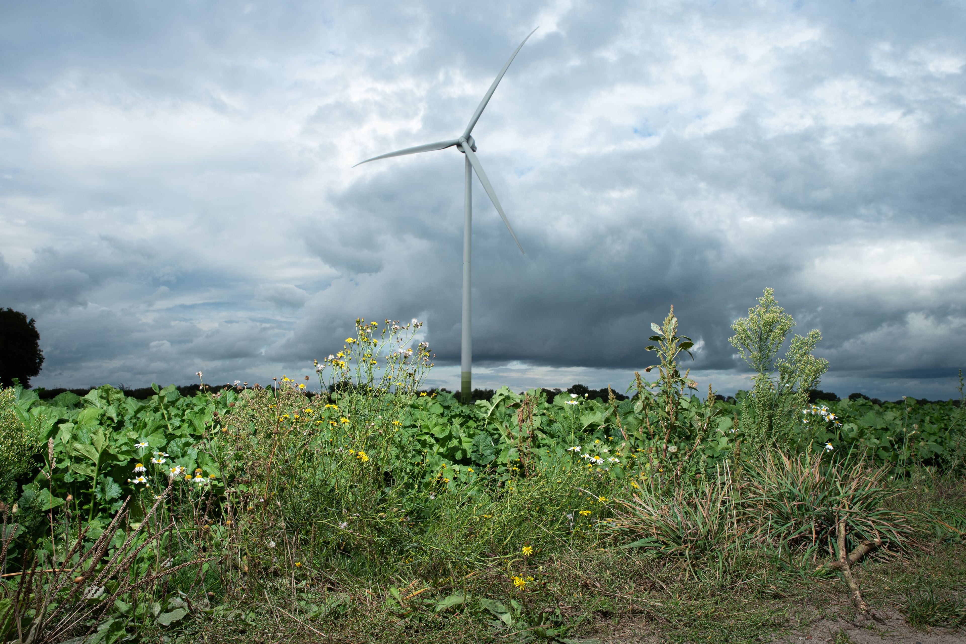 Windmolen wekt lokaal groene energie op bij ons in de buurt - duurzaam en dichtbij