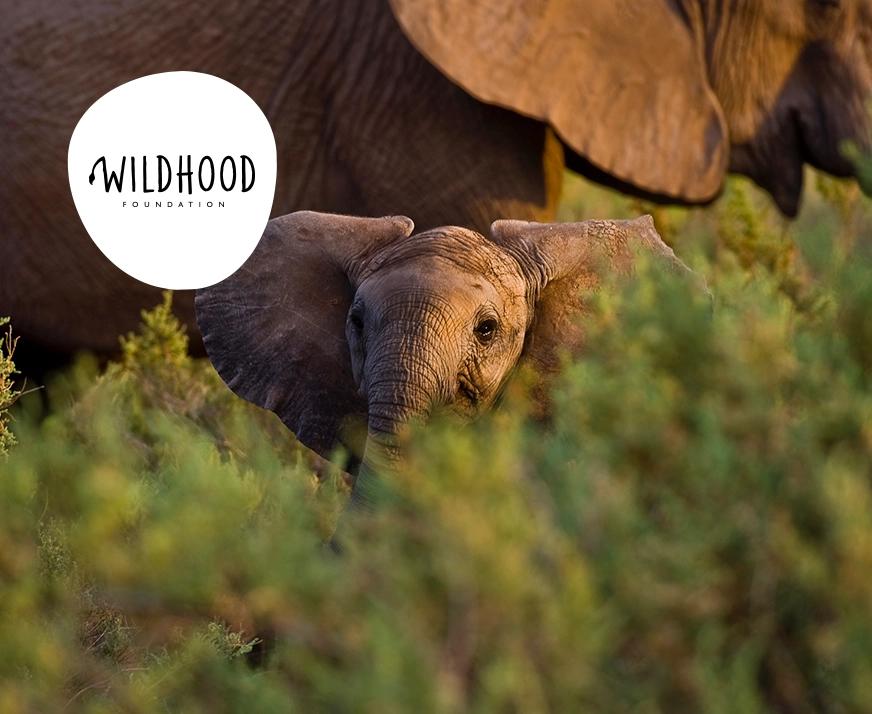 Bild på Wildhood Foundation