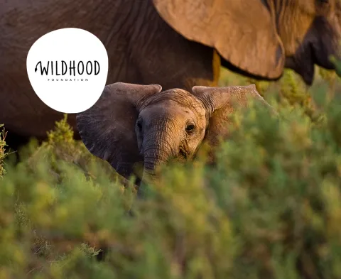Bild på Wildhood Foundation