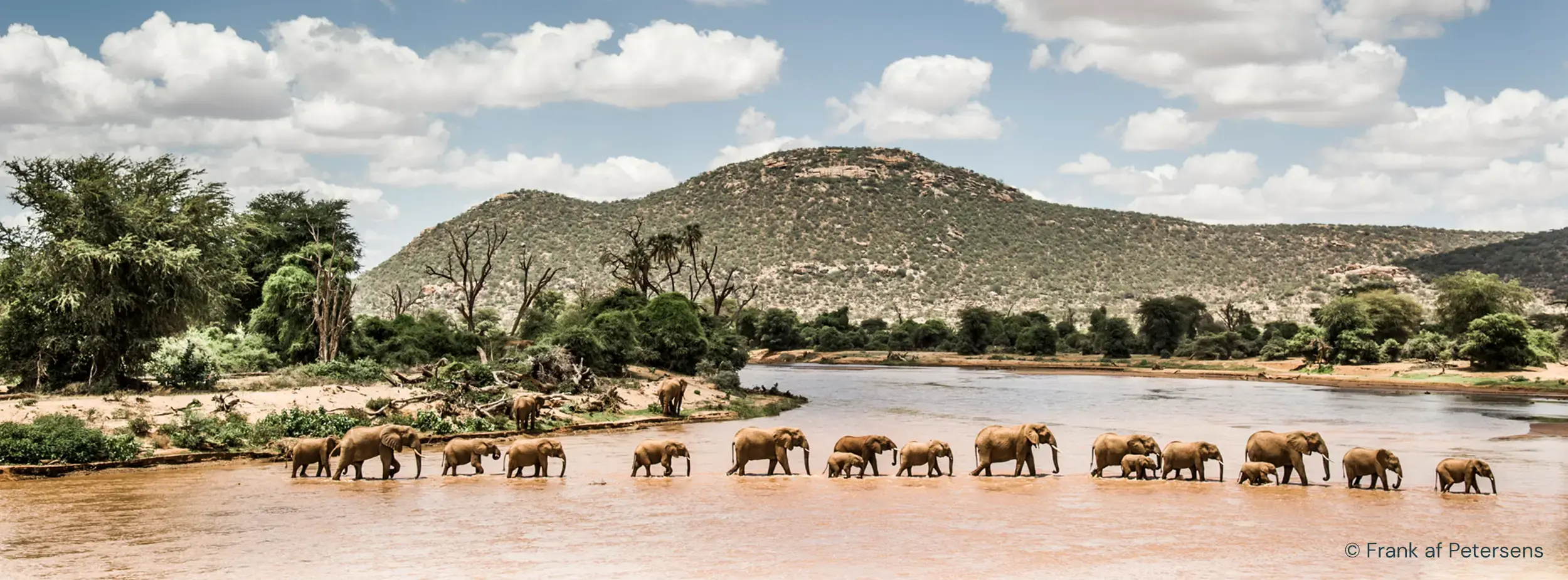 Wildhood Foundation - Elefanter i savannen Wildhood Foundation - Elefanter i savannen