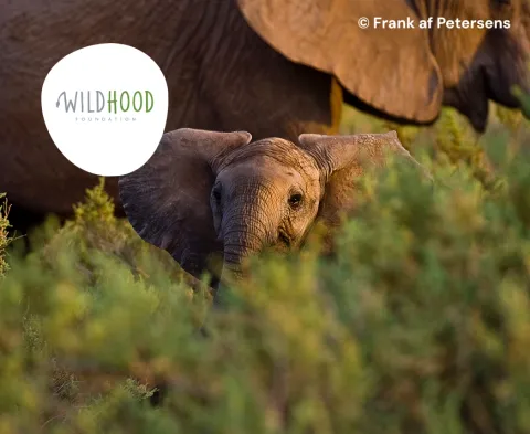 Bild på Wildhood Foundation