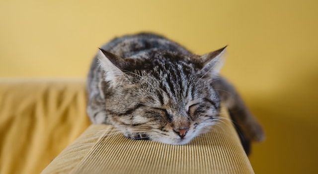 Why do cats lie where people are sick?