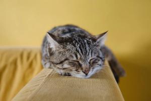 Why do cats lie where people are sick?