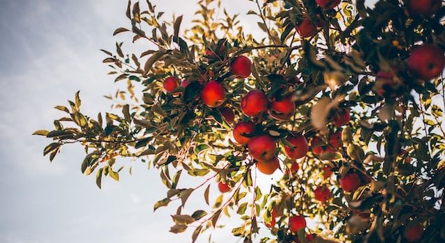 The noble history of the apple tree