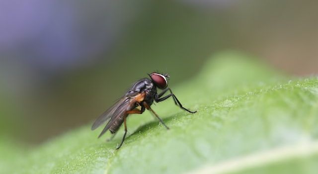 What happens to food that flies sit on?