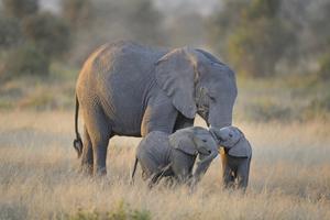 Most domesticated animals do not have "grandmothers", but elephants do