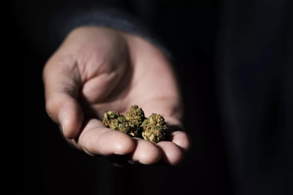 How Tourists Can Buy Legal Cannabis in California?