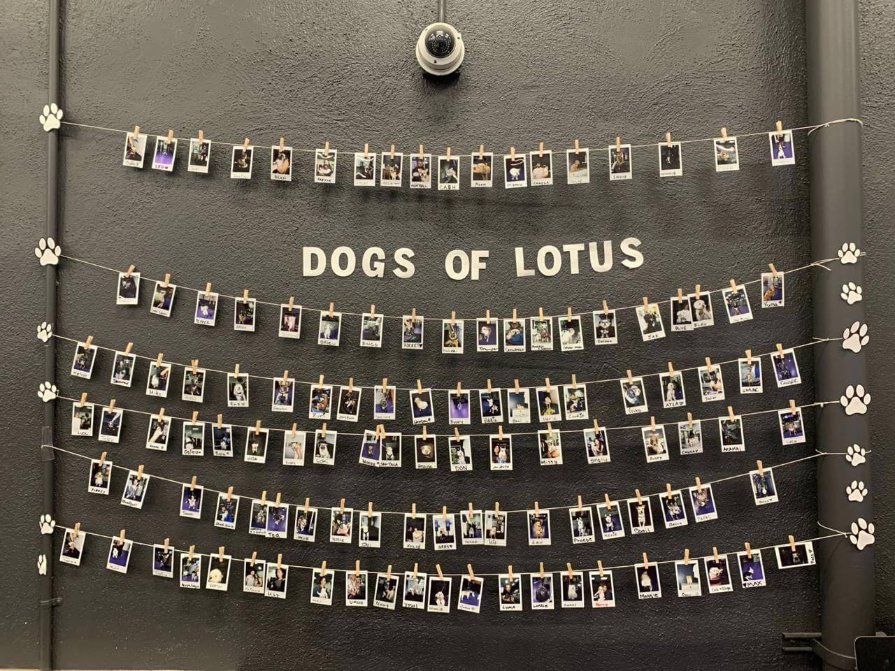 Pet-Friendly Cannabis Dispensary San Jose: Purple Lotus Welcomes Your Furry Family 🐾