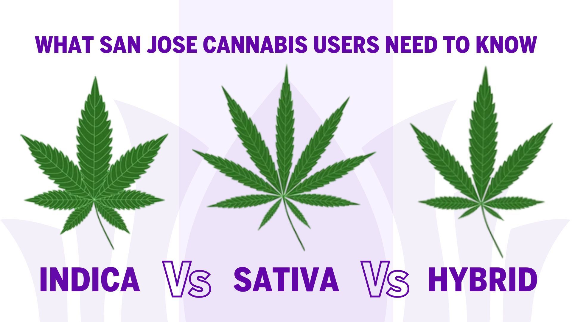 Indica vs Sativa vs Hybrid: What San Jose Cannabis Users Need to Know 🌿