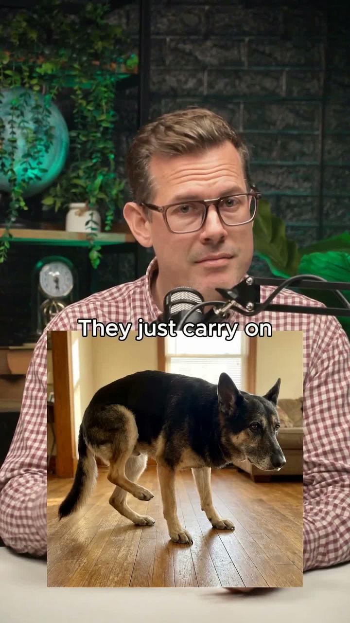 Podcast with dog: they just carry on