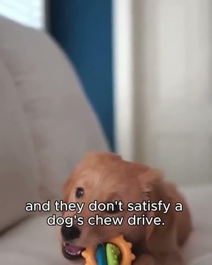 Dog Chew Tier List Ad
