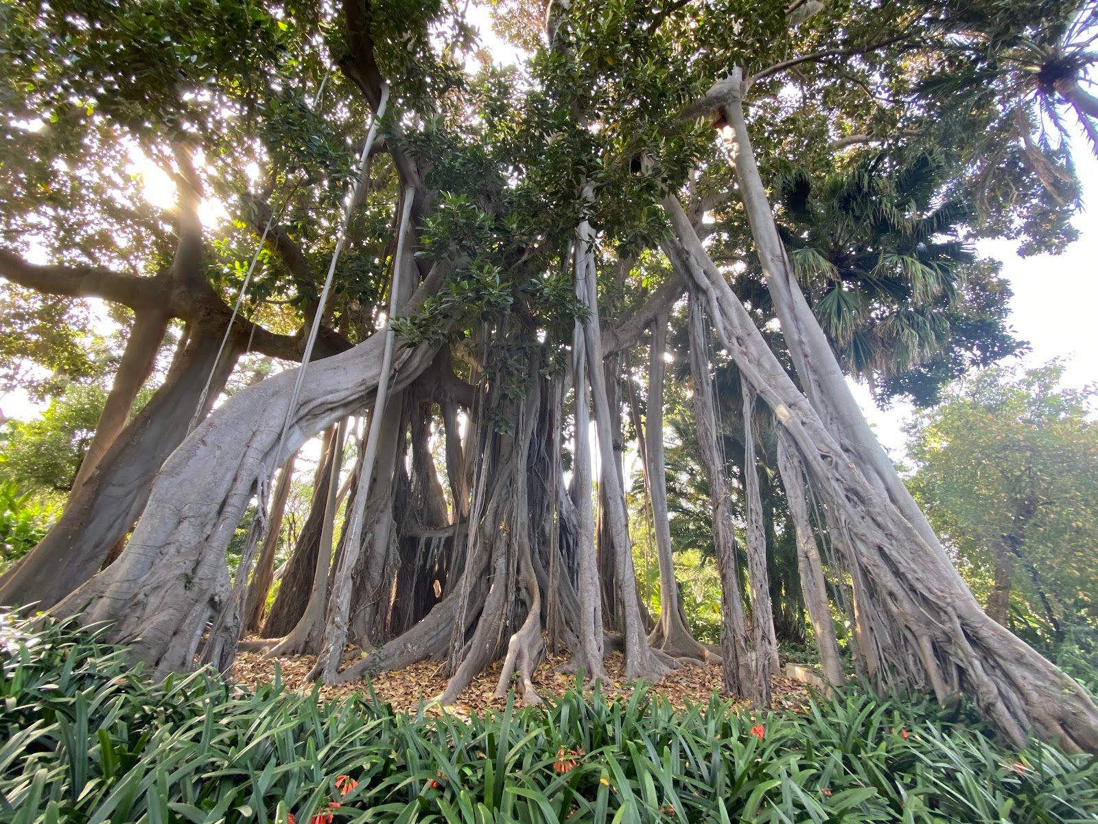 Puerto de la Cruz Botanical Garden