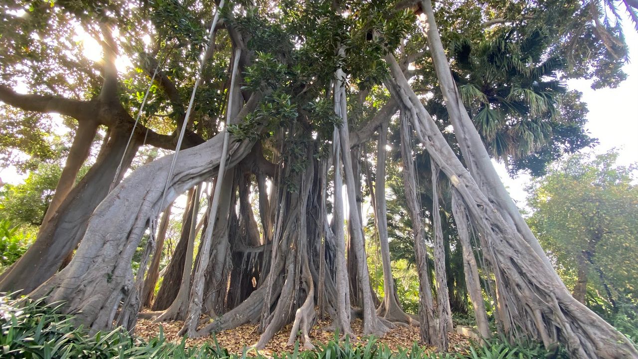 Puerto de la Cruz Botanical Garden