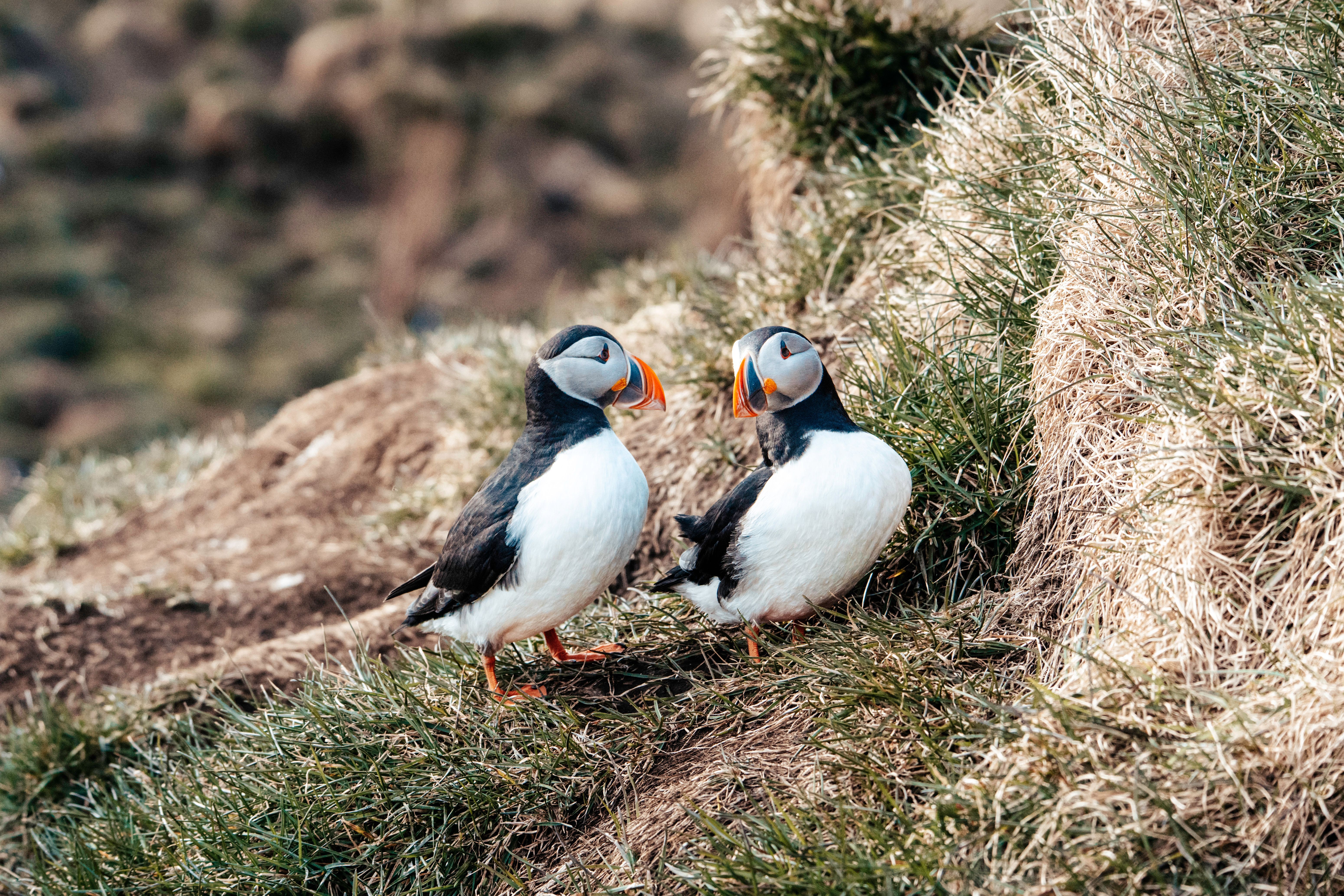Puffins nesting on the grassy ledges of Látrabjarg cliffs