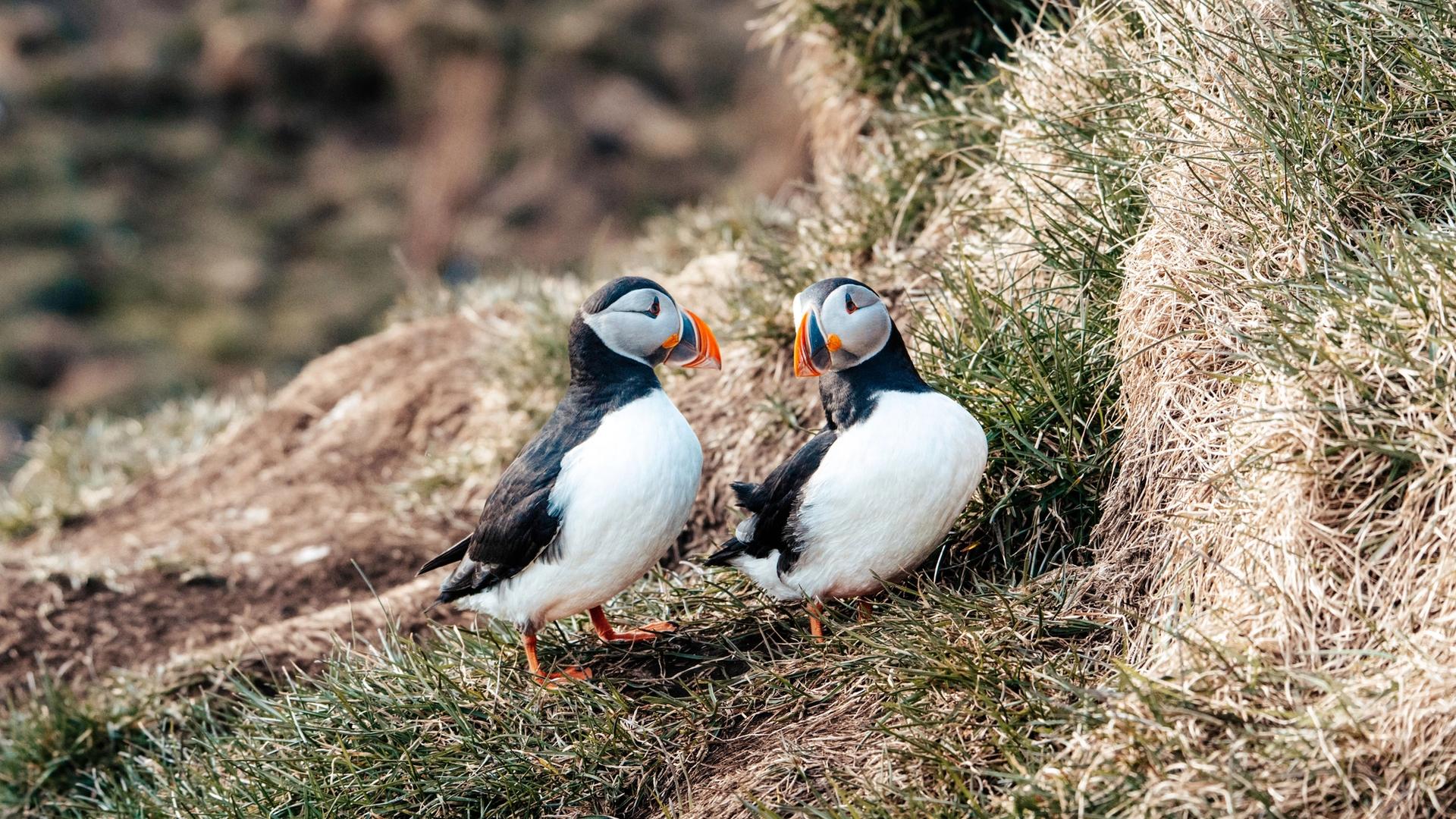 Puffins nesting on the grassy ledges of Látrabjarg cliffs