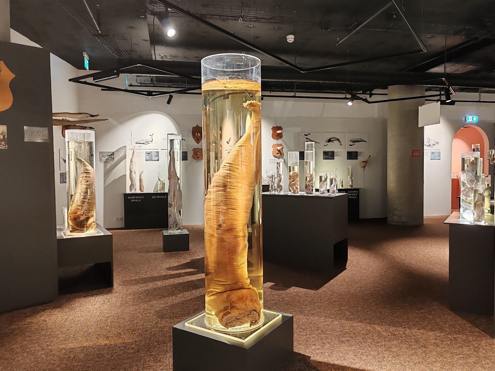 The Icelandic Phallological Museum