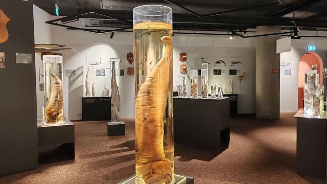 The Icelandic Phallological Museum