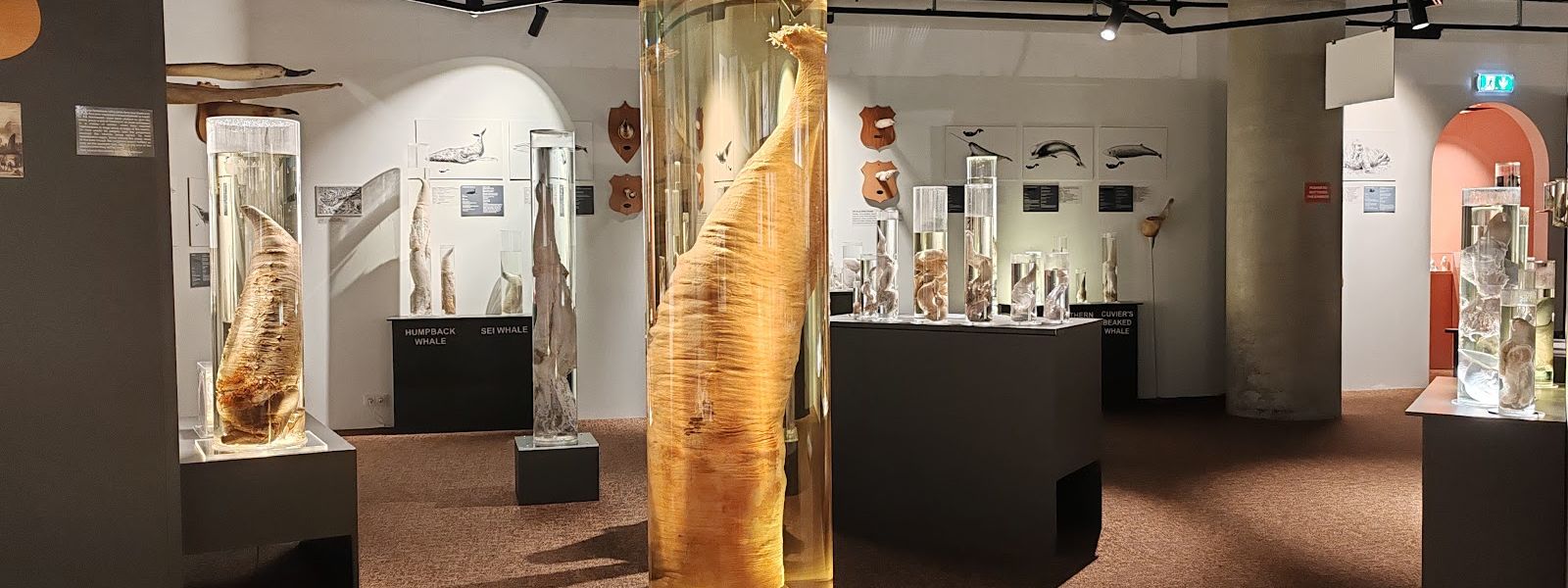 The Icelandic Phallological Museum