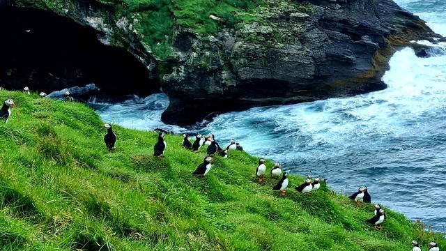Puffin Lookout