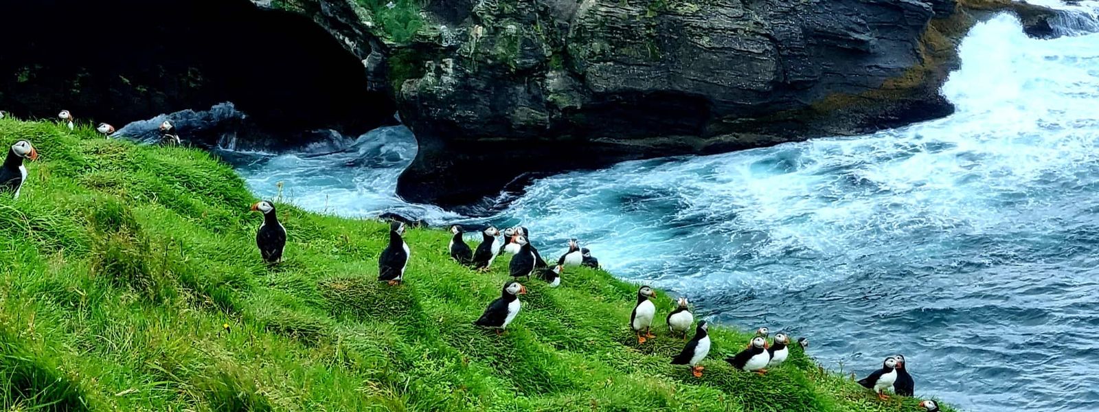 Puffin Lookout