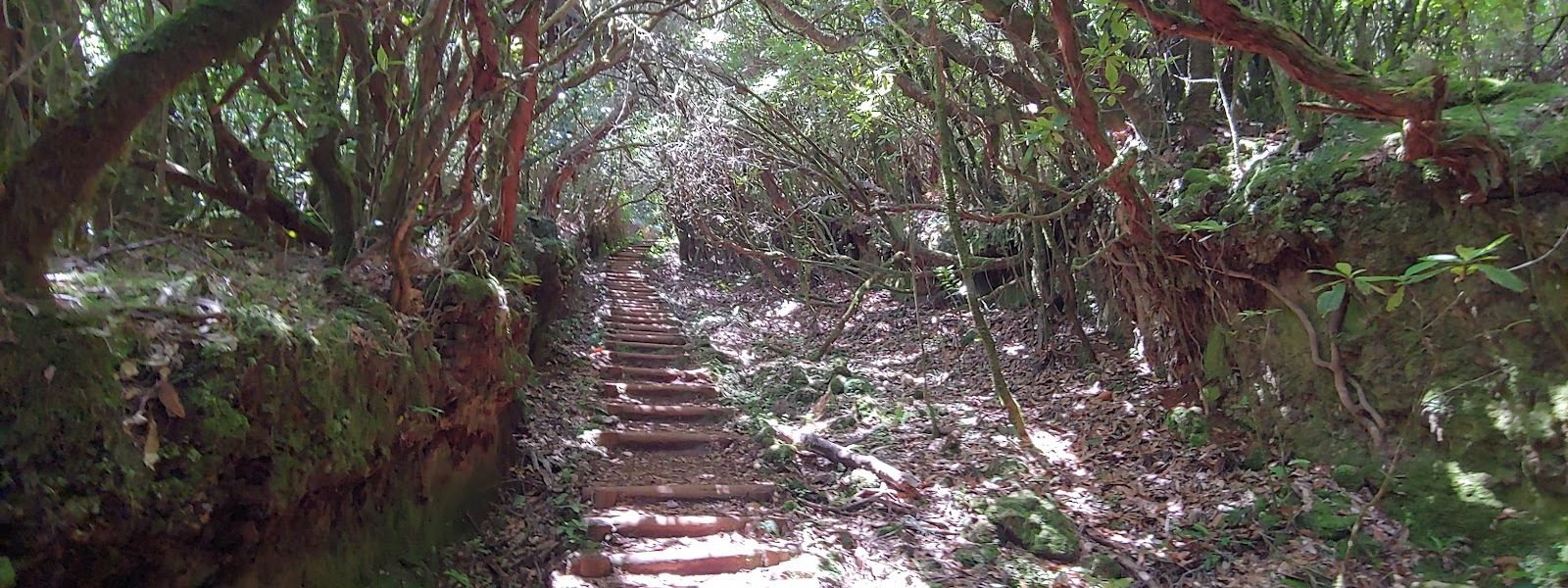 PR15 Vereda da Ribeira da Janela