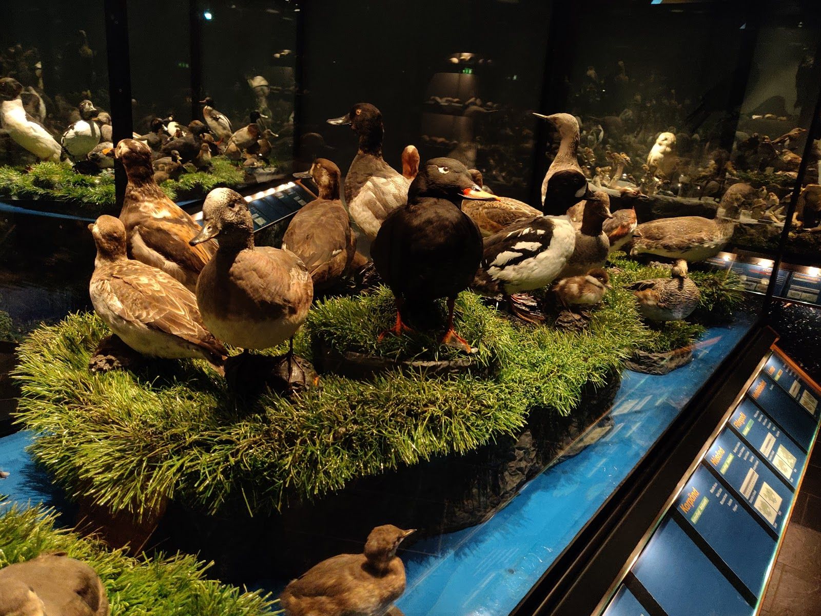 Sigurgeir's Bird Museum