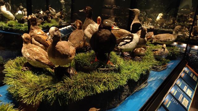 Sigurgeir's Bird Museum