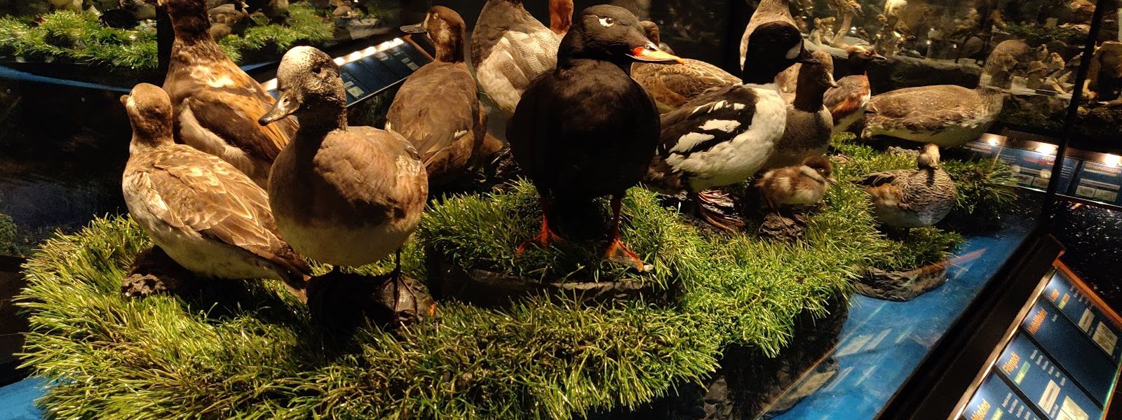 Sigurgeir's Bird Museum
