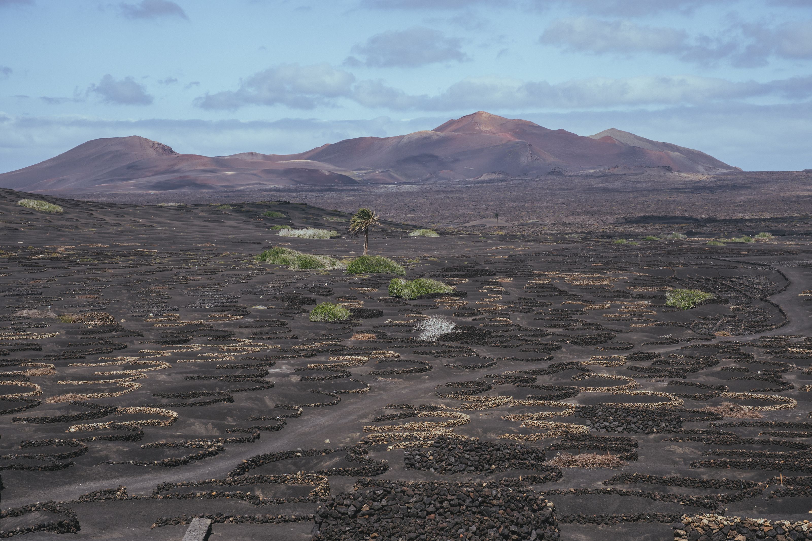 Vines in stone-walled pits on black volcanic ash at La Geria, with red volcanic cones behind