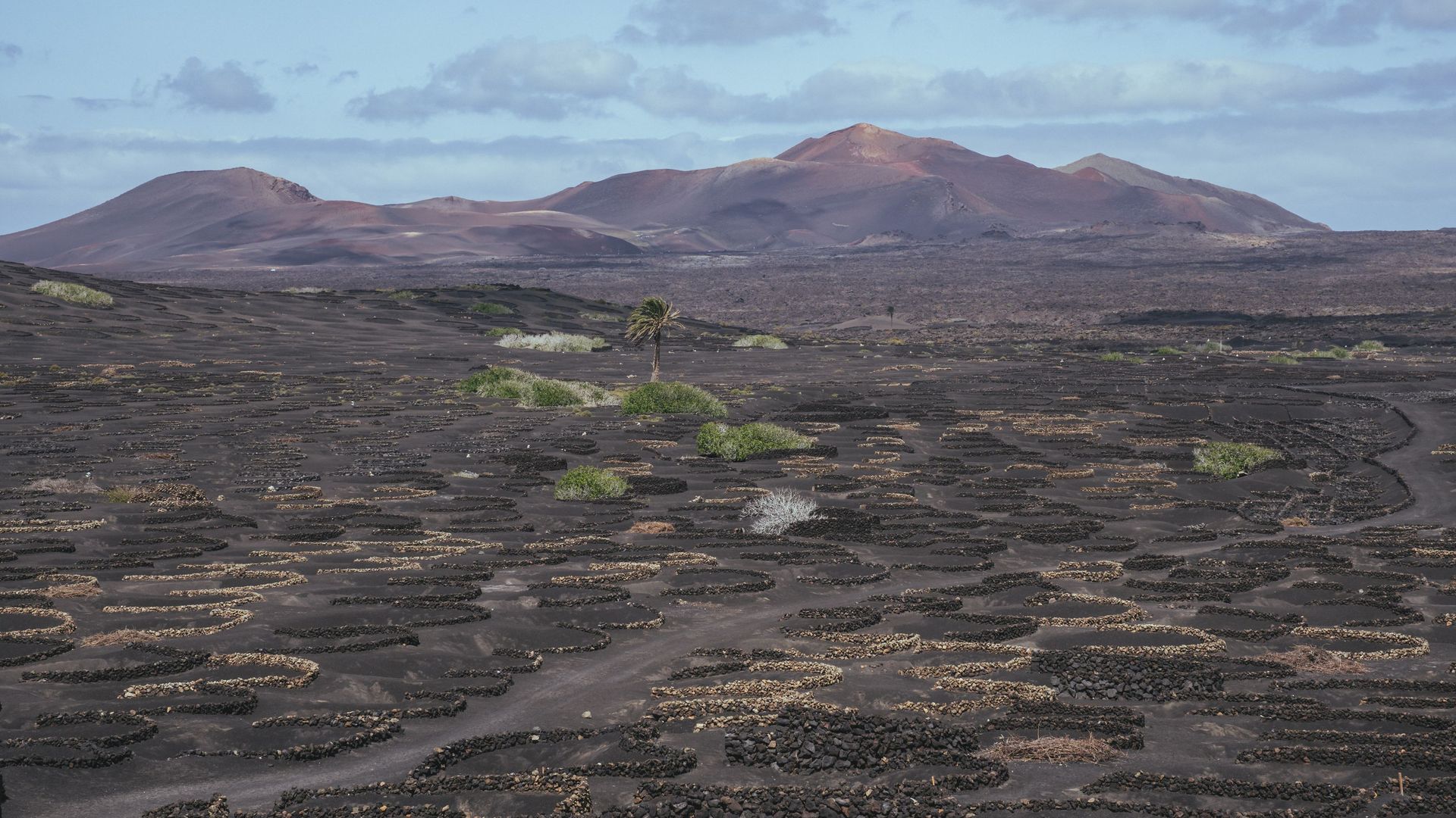 Vines in stone-walled pits on black volcanic ash at La Geria, with red volcanic cones behind