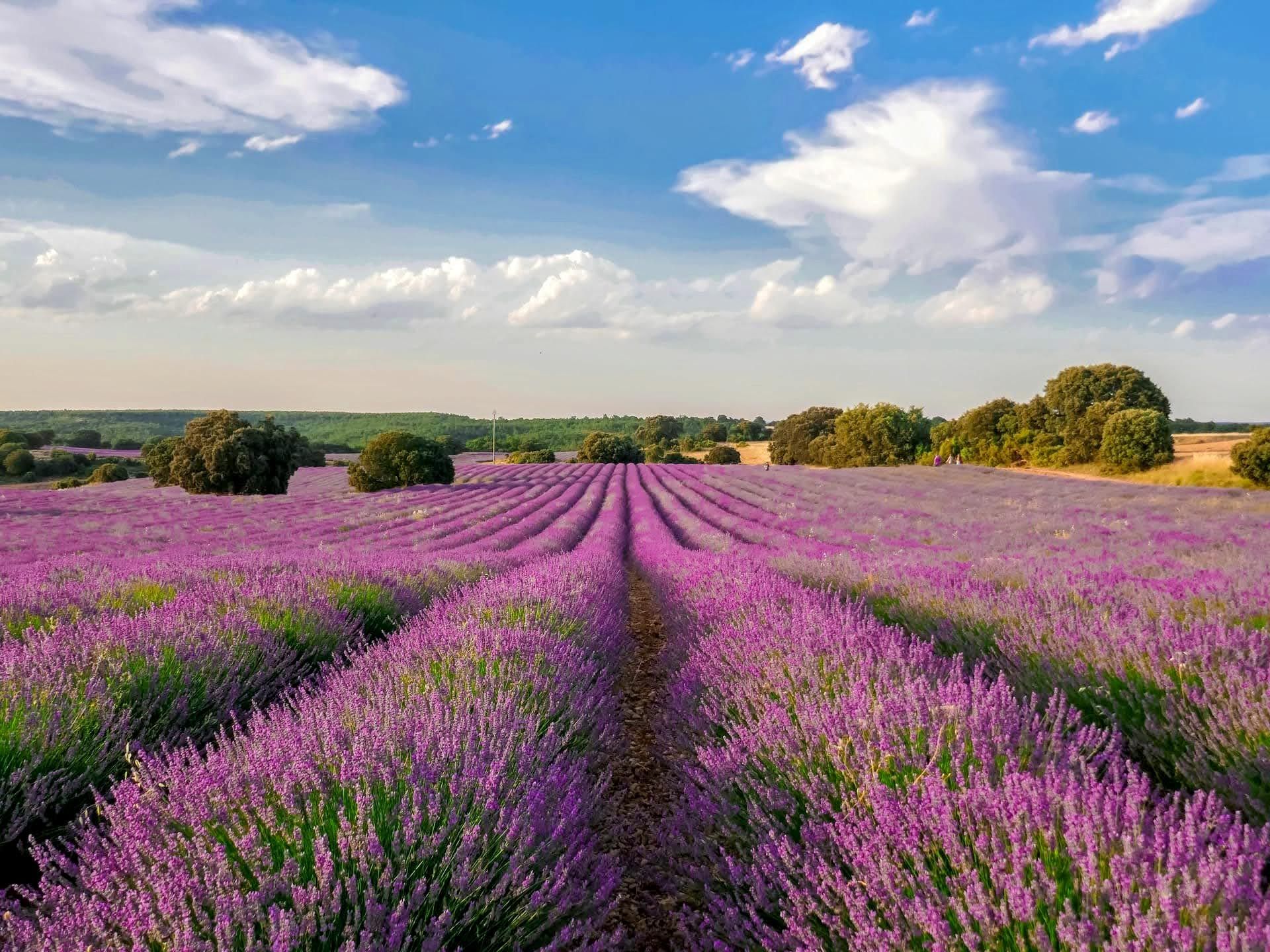 Brihuega Lavender Fields