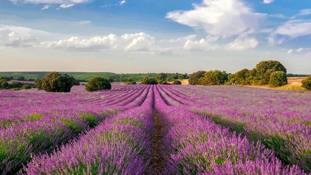 Brihuega Lavender Fields