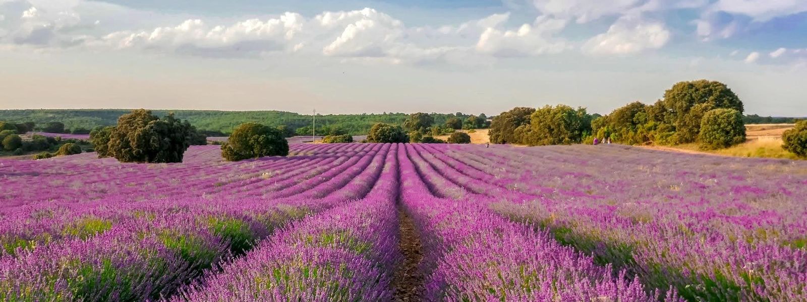 Brihuega Lavender Fields