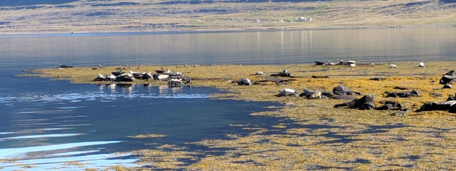 Seal Lookout