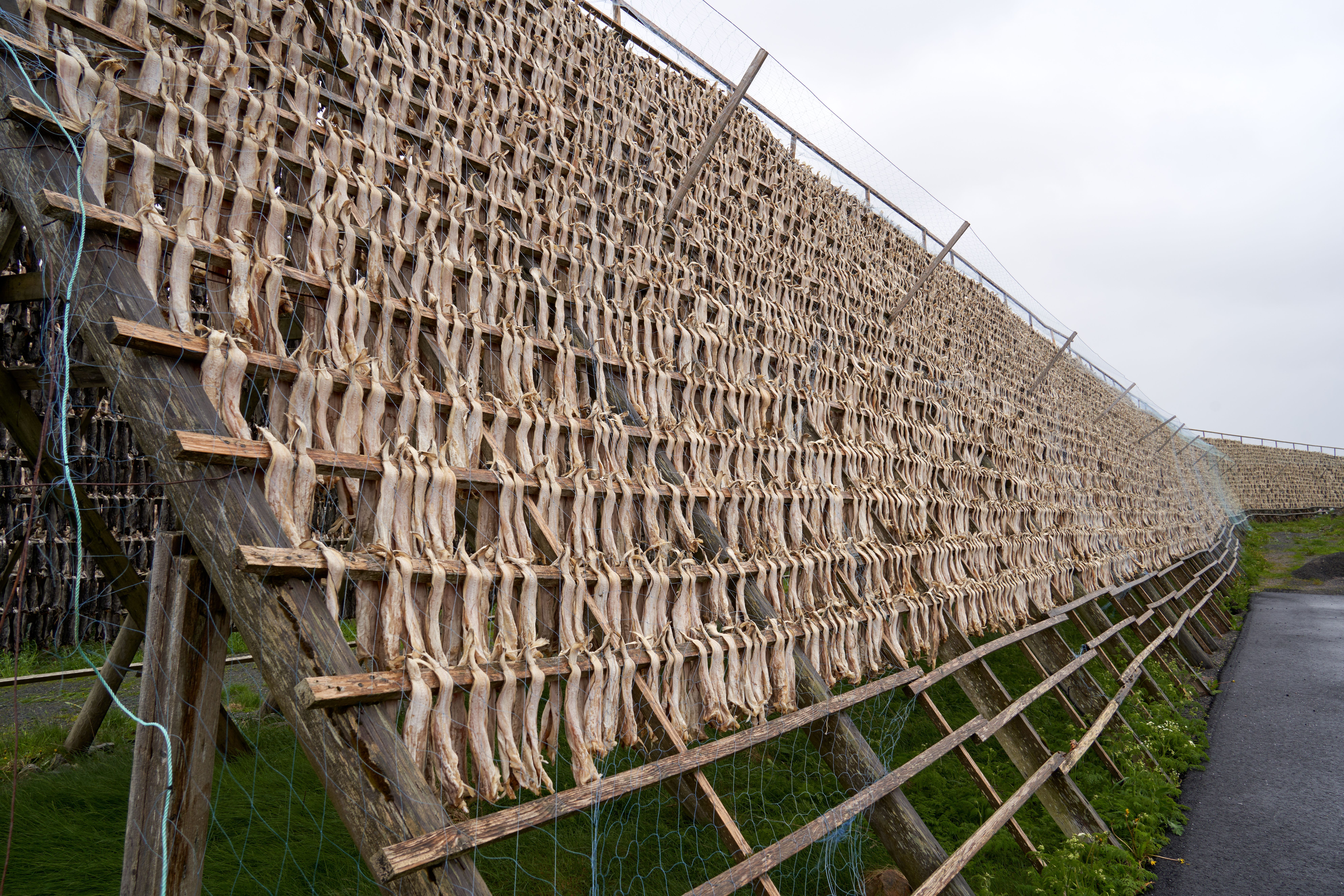 Bjarnarhöfn Shark Museum