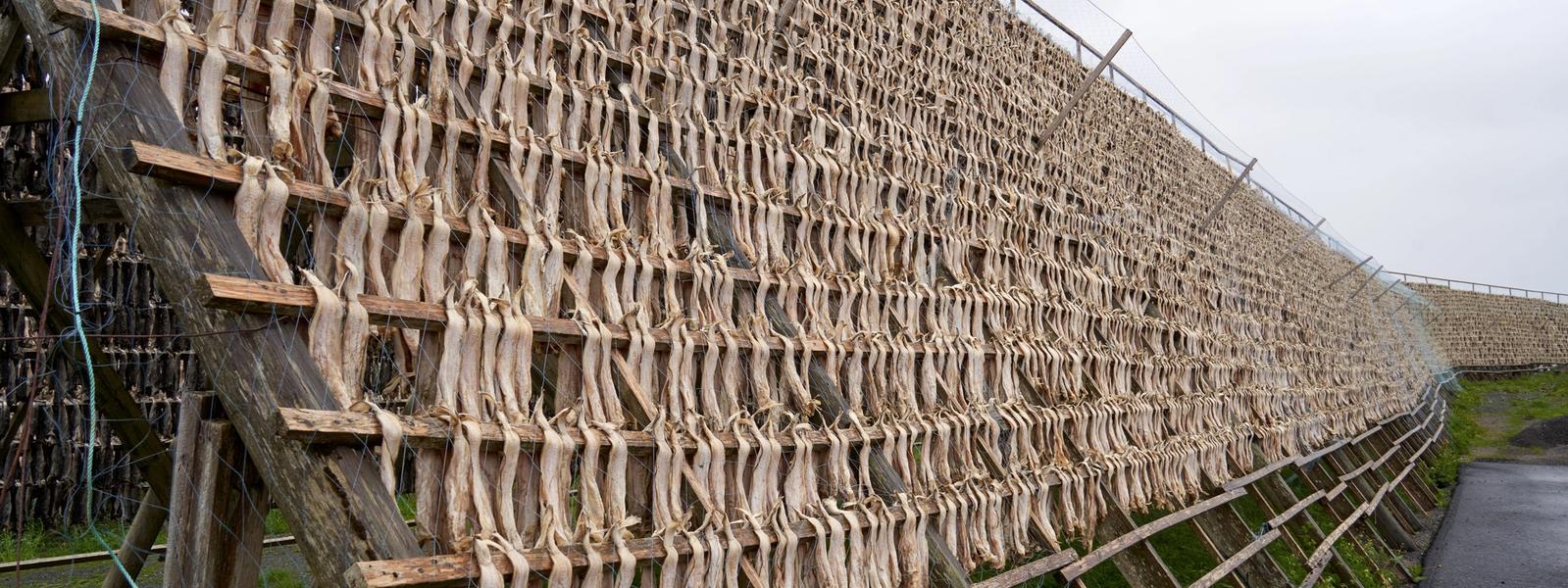 Bjarnarhöfn Shark Museum