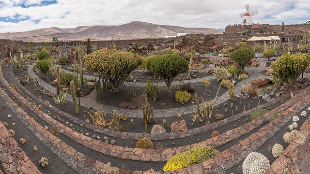 Cactus Garden