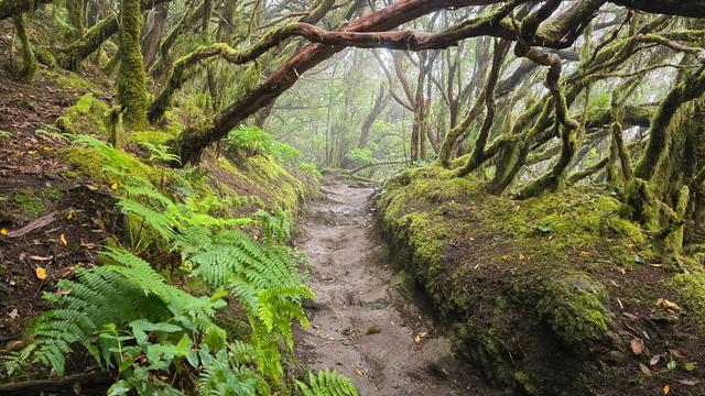 El Pijaral Trail