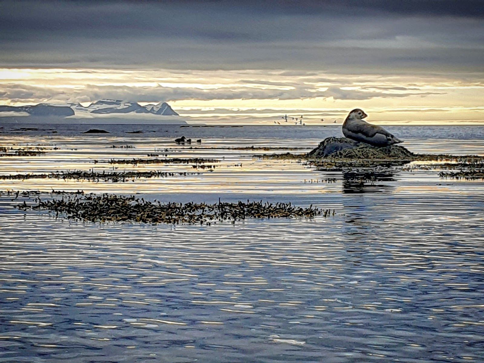 Illugastaðir Seal Watching