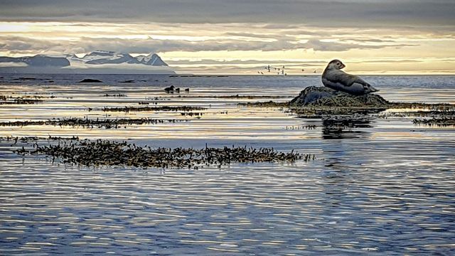 Illugastaðir Seal Watching