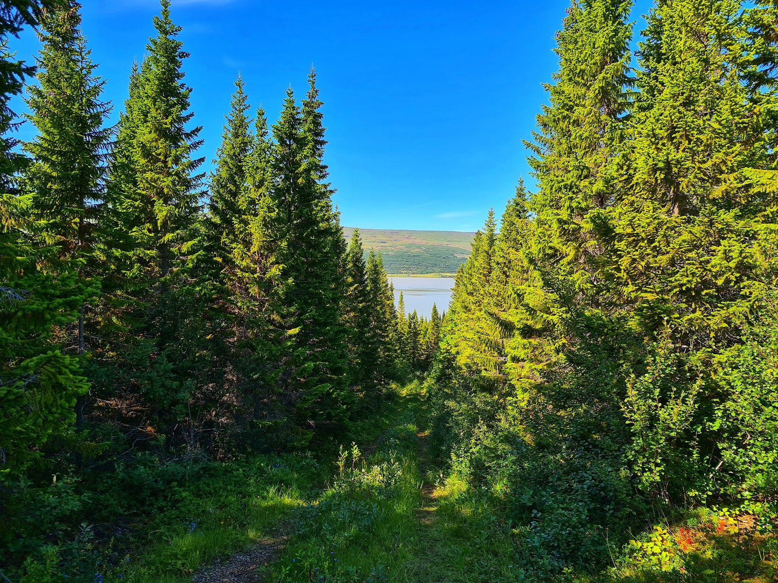 Hallormsstadur Forest