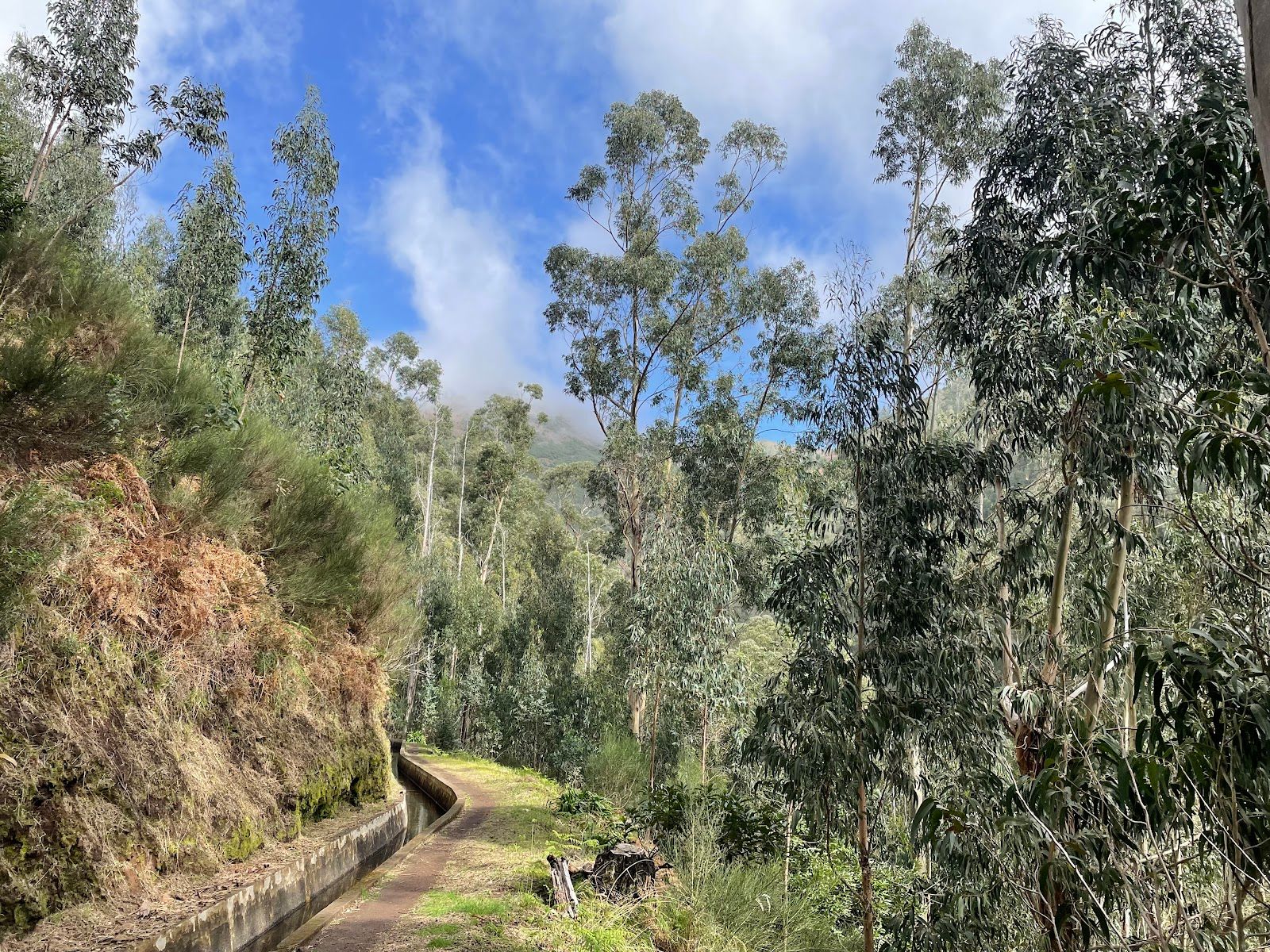 Levada Calheta-Prazeres