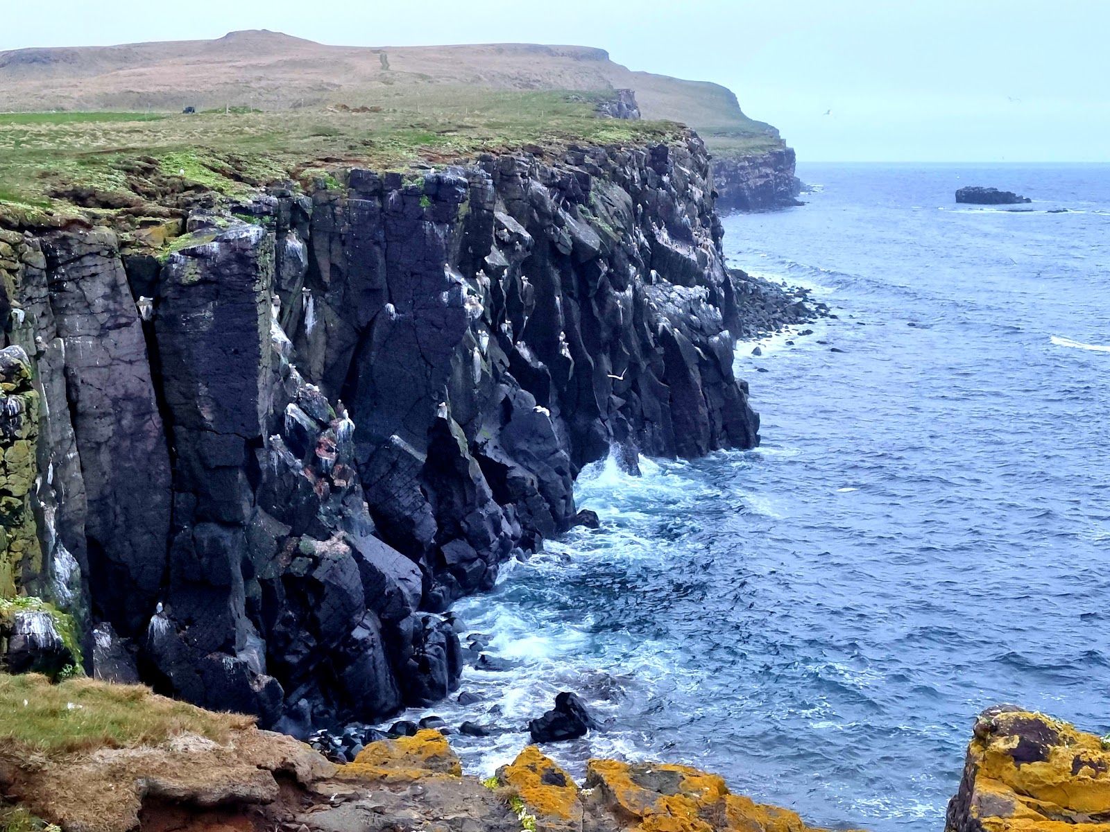 Grímsey Bird Cliffs