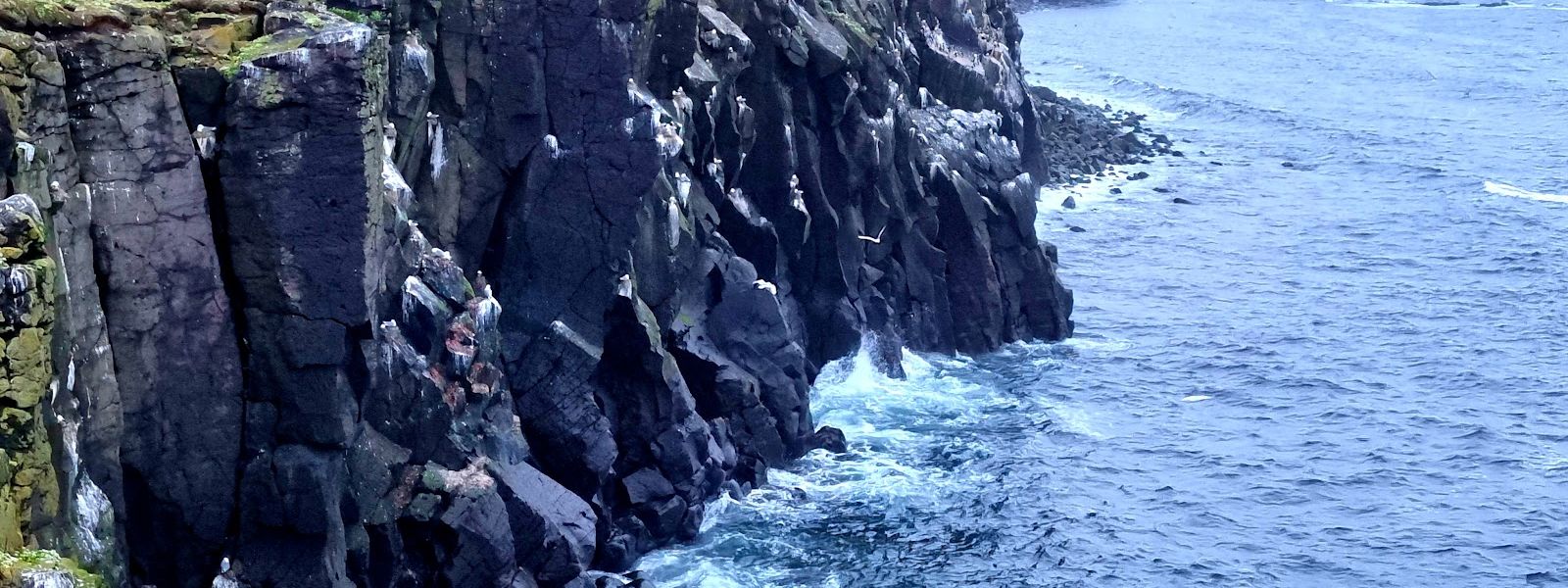 Grímsey Bird Cliffs